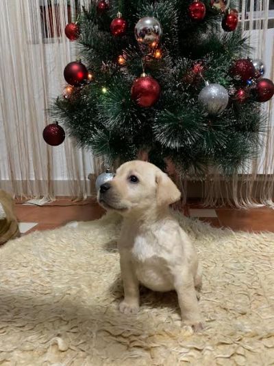 tenci labrador retrivera 